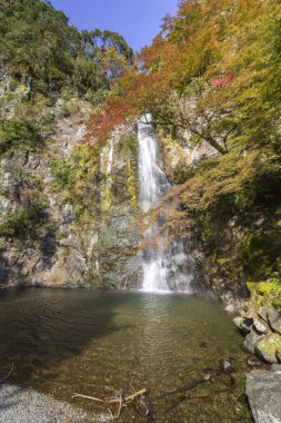 Minoo Orman Parkı ve Şelale 'de sonbahar renkleri, Japonya' nın Osaka banliyösünde geniş bir doğal dinlenme alanı..
