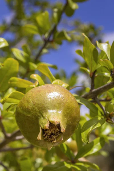 Frutas Romã Amadurecimento Espécie Punica Granatum Arbusto Caduco Originário Região — Fotografia de Stock
