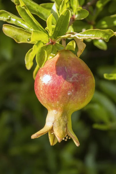 Frutas Romã Amadurecimento Espécie Punica Granatum Arbusto Caduco Originário Região — Fotografia de Stock