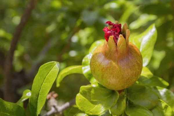 Maturing Pomegranate Fruit Species Punica Granatum Deciduous Shrub Originated Region — Stock Photo, Image