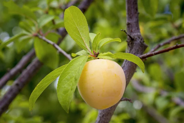 原種国内の落葉樹種の果実である梅を成熟させることは 東ヨーロッパやコーカサス山脈全体で古代に栽培された最初の果物の1つであった可能性がある — ストック写真