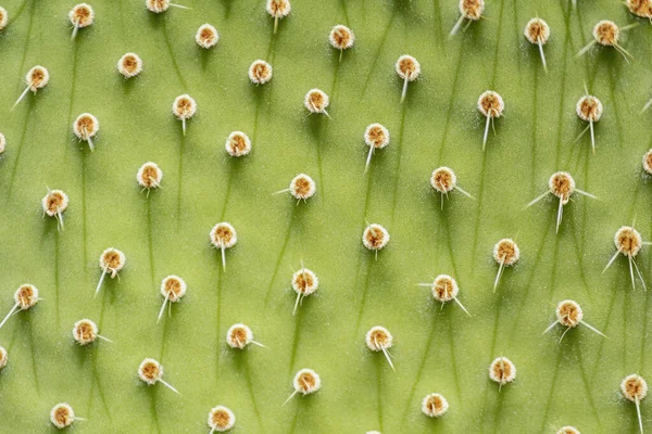 Wild Growing Commonly Called Prickly Pear Cactus Plant Species Opuntia — Stock Photo, Image