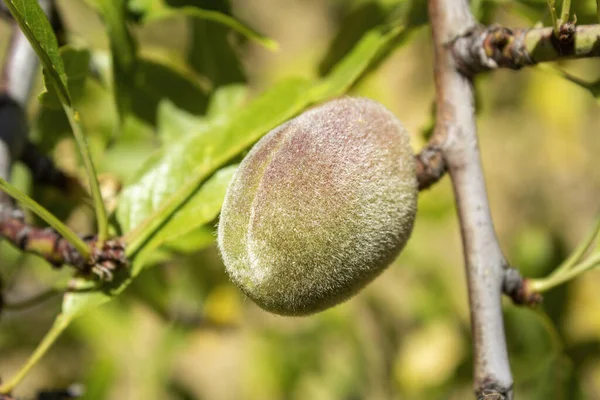 アーモンドの木 種Prunus Dulcisの近くに熟していない果実を持つ枝は イランと周辺国に自生しますが 同様の気候で広く栽培されています — ストック写真