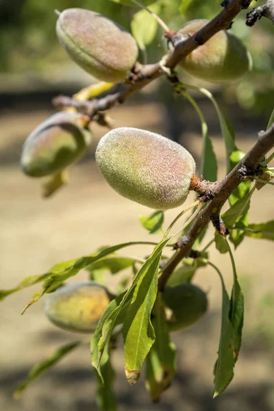アーモンドの木 種Prunus Dulcisの近くに熟していない果実を持つ枝は イランと周辺国に自生しますが 同様の気候で広く栽培されています — ストック写真