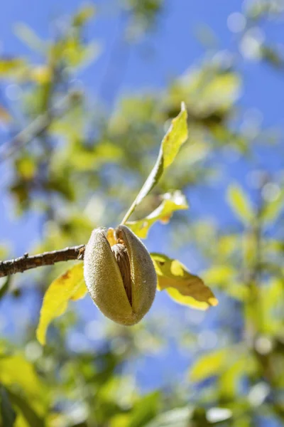 原種国内の落葉樹種の果実である梅を成熟させることは 東ヨーロッパやコーカサス山脈全体で古代に栽培された最初の果物の1つであった可能性がある — ストック写真