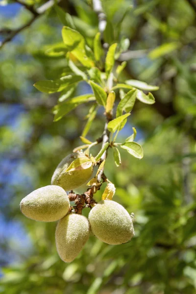 アーモンドの木 種Prunus Dulcisの近くに熟していない果実を持つ枝は イランと周辺国に自生しますが 同様の気候で広く栽培されています — ストック写真