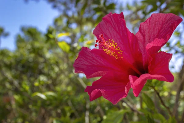 Vibrant Hibiscus Rosa Sinensis Close Background Flower Detail Species Tropical — Stock Photo, Image