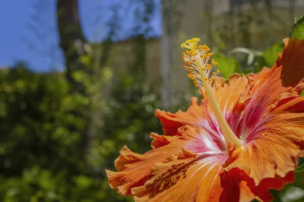 Levendige Hibiscus Rosa Sinensis Close Achtergrond Bloem Detail Een Soort — Stockfoto