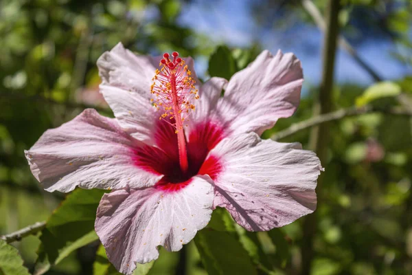 Vibrant Hibiscus Rosa Sinensis Close Background Flower Detail Species Tropical — Stock Photo, Image