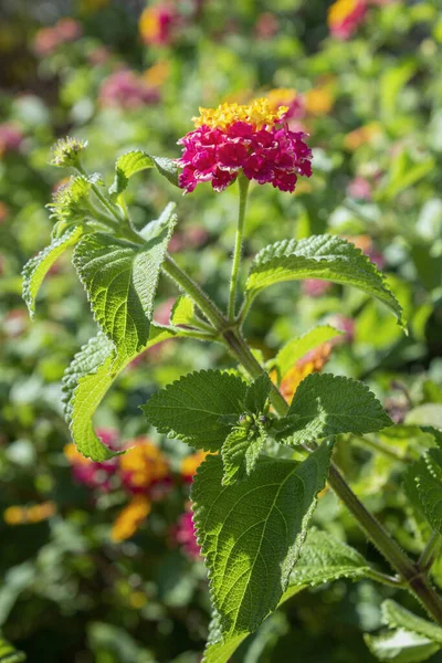 Lantana Camara Close Background Flower Detail Une Espèce Plante Fleurs — Photo