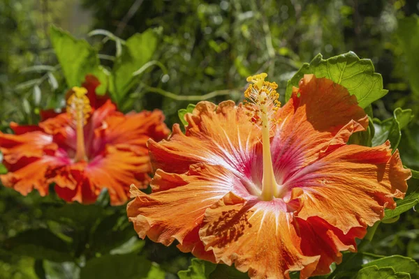 Vibrant Hibiscus Rosa Sinensis Close Background Flowers Вид Тропічних Чагарників Ліцензійні Стокові Зображення