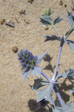 Eryngium maritimum, kutsal deniz ya da deniz kenarı eryngo, çoğu Avrupa kıyı şeridine özgüdür ve yaygın olmasına rağmen, birçok alanda tehlike altında kabul edilmektedir..