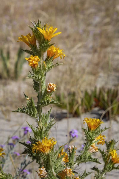Species Scolymus Hispanicus Plant Flower Close Also Known Golden Thistle — Stock Photo, Image