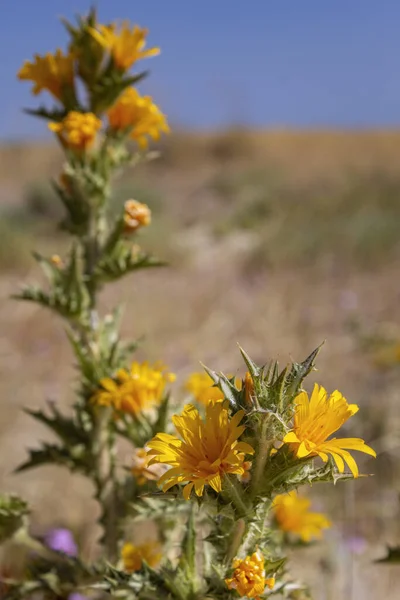 Espèce Scolymus Hispanicus Plant Flower Close Also Known Golden Thistle — Photo