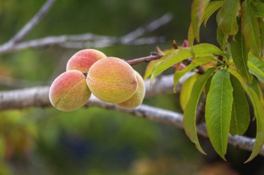 Büyüyen şeftaliler, Prunus persica ilk kez evcilleştirildiği yer olan Kuzeybatı Çin 'e özgü yaprak döken bir ağaçtır..