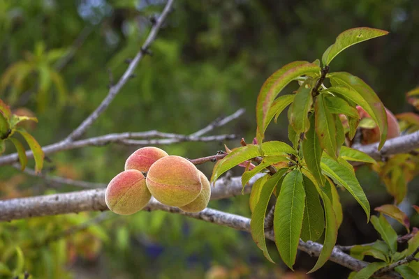 Выращивая Персики Вид Prunus Persica Лиственное Дерево Произрастающее Северо Западном — стоковое фото