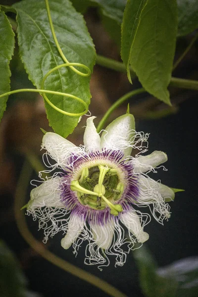 Fiore Viola Frutto Della Passione Primopiano Specie Passiflora Edulis Comunemente — Foto Stock