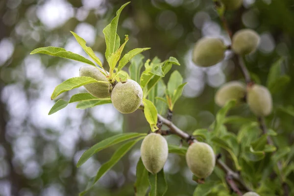 アーモンドの木 種Prunus Dulcisの近くに熟していない果実を持つ枝は イランと周辺国に自生しますが 同様の気候で広く栽培されています — ストック写真