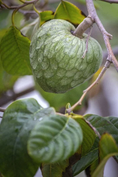 Maturing Cherimoya Fruit Annona Cherimola Tree Species Native Central America — Stock Photo, Image