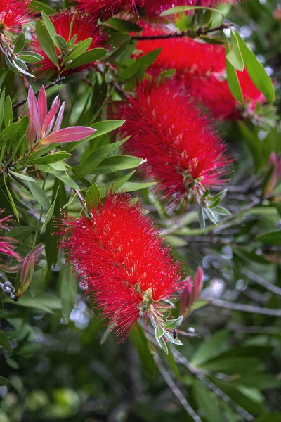 通常被称为Callistemon Viminalis Callistemon Viminalis 的刺槐 Melaleuca Viminalis 是澳大利亚特有的一种观赏灌木 瓶子刷 — 图库照片