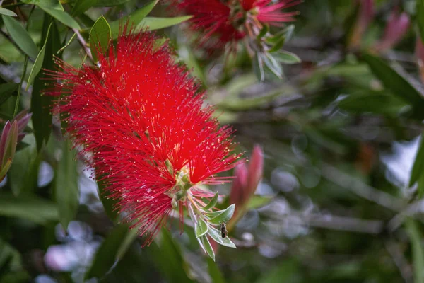 通常被称为Callistemon Viminalis Callistemon Viminalis 的刺槐 Melaleuca Viminalis 是澳大利亚特有的一种观赏灌木 瓶子刷 — 图库照片