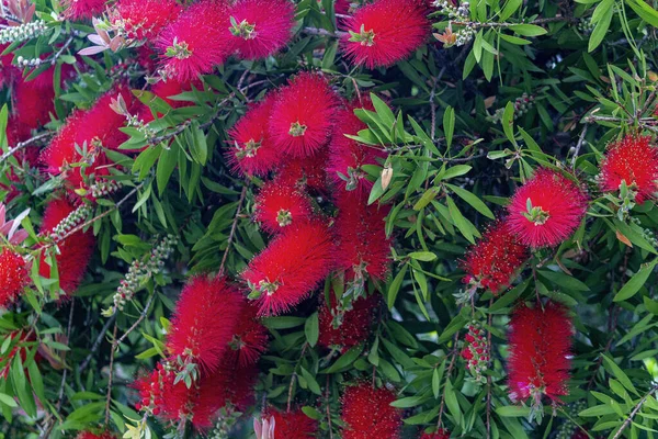 通常被称为Callistemon Viminalis Callistemon Viminalis 的刺槐 Melaleuca Viminalis 是澳大利亚特有的一种观赏灌木 瓶子刷 图库图片