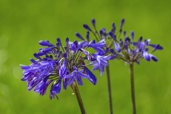 Agapanthus Plant Specie Flower Close Native Southern Africa Continent Widely — Stock Photo, Image