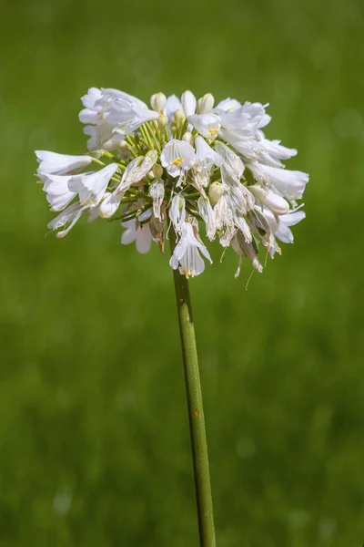 Agapanthus plant specie, flower close-up, it is native to Southern Africa continent and widely cultivated as garden ornamental plant throughout warm regions.