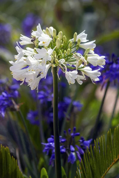 Agapanthus plant specie, flower close-up, it is native to Southern Africa continent and widely cultivated as garden ornamental plant throughout warm regions.