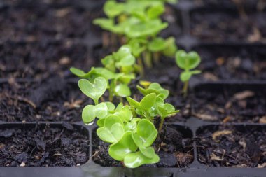 Turp sebzeleri (Raphanus raphanistrum türleri), doğal organik koşullarda tohum ektikten ve yetiştirildikten 6 gün sonra, filizlenme tepsisinin verimli topraklarında yetişir..