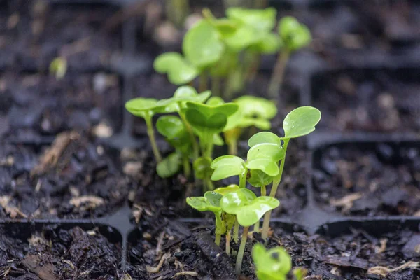 Sprouts Radish Vegetables Species Raphanus Raphanistrum Fertile Soil Germination Tray — Stock Photo, Image
