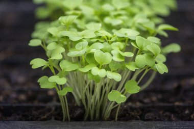 Turp sebze filizleri (Brassica rapa türleri), 7 günlük doğal organik koşullarda tohum ekme ve yetiştirmeden sonra, filizlenme tepsisinin verimli topraklarında yetişir..