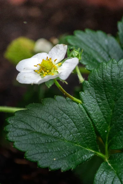 イチゴの植物はバックグラウンドを閉じ 世界中で栽培されているFragaria AnassaとビタミンCとマンガンの栄養素源 — ストック写真