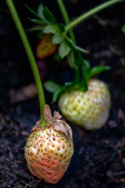 未成熟のイチゴ果実は背景を閉じ 種Fragaria Anassaは世界中で栽培され ビタミンCとマンガンの栄養素源です — ストック写真