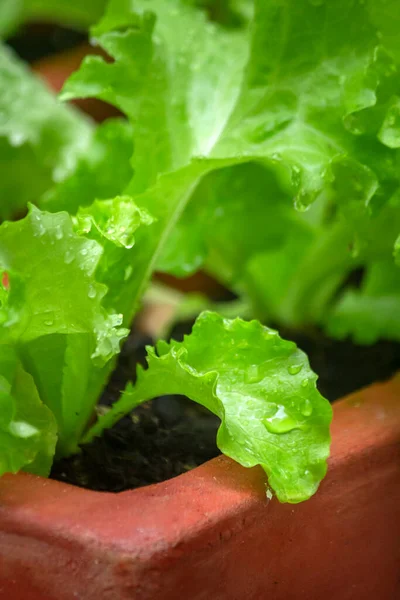 Closeup Healthy Organic Homegrown Lettuce Specie Lactuca Sativa Rich Source — Stock Photo, Image