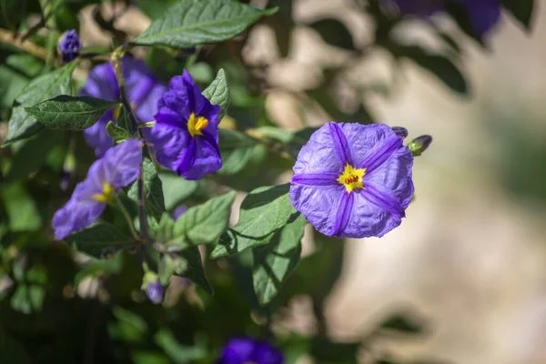 Solanum Rantonnetii Вид Lycianthes Rantonnetii Цветущее Растение Семье Solanaceae Уроженец — стоковое фото