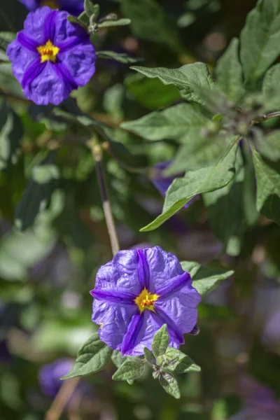 Solanum Rantonnetii Вид Lycianthes Rantonnetii Цветущее Растение Семье Solanaceae Уроженец — стоковое фото