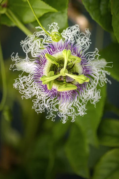 Fiore Viola Frutto Della Passione Primopiano Specie Passiflora Edulis Comunemente — Foto Stock