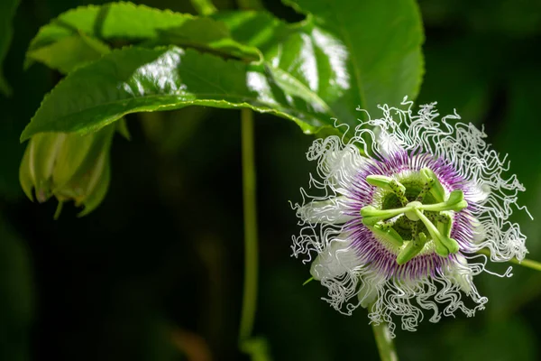 Fioletowy Pasja Owoc Kwiat Zbliżenie Gatunek Passiflora Edulis Powszechnie Używany — Zdjęcie stockowe