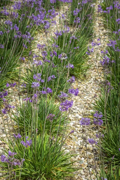 Tulbaghia Violacea Rostlina Druh Květina Close Také Známý Jako Společnost — Stock fotografie