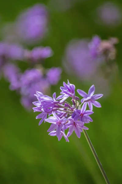 Tulbaghia violacea plant specie, flower close-up, also known as society garlic, indigenous to southern Africa and widely cultivated as garden ornamental plant.