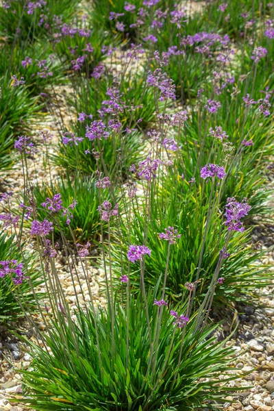 Tulbaghia Violacea Plant Specie Flower Close Also Known Society Garlic Royalty Free Stock Photos