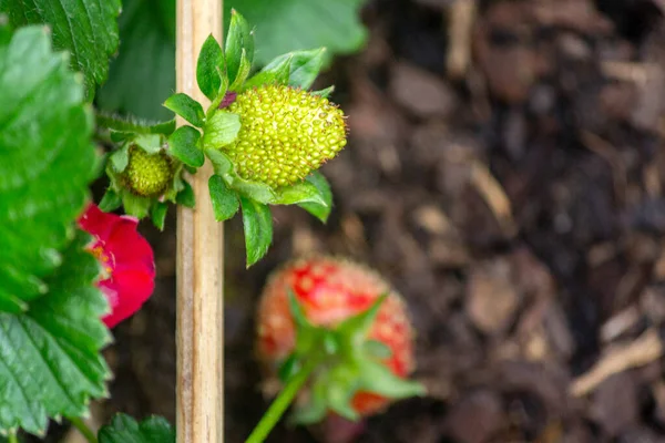 Omogna Jordgubbar Nära Bakgrunden Arter Fragaria Anananassa Odlas Över Hela — Stockfoto