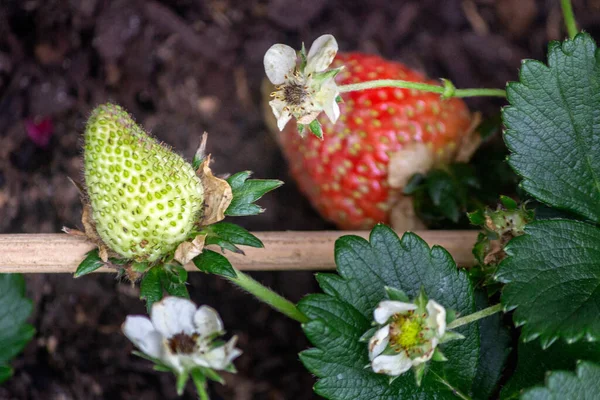 Omogna Jordgubbar Nära Bakgrunden Arter Fragaria Anananassa Odlas Över Hela — Stockfoto