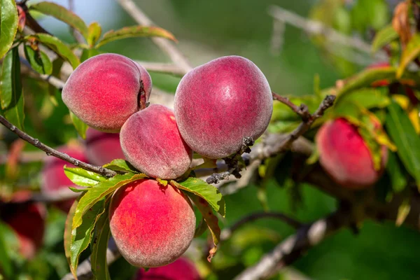 成長する桃 種プルヌスは中国北西部に自生する落葉樹で 最初に家畜化され その名の通りペルシア語で広く栽培されている — ストック写真