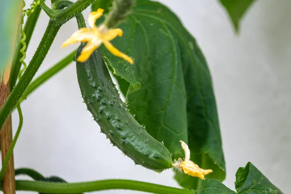 Organic Home Growing Young Cucumber Macro Creeping Vine Species Cucumis — Stock Photo, Image