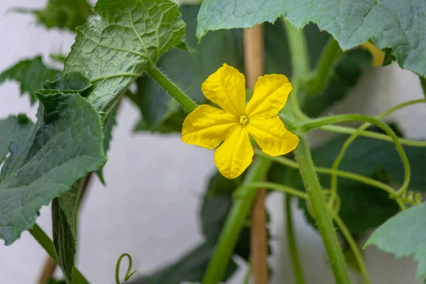 Coltivazione Biologica Domestica Macro Fiore Cetriolo Vite Strisciante Specie Cucumis — Foto Stock