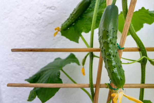 Organic Home Growing Young Cucumber Macro Creeping Vine Species Cucumis — Stock Photo, Image