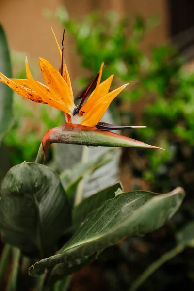 Flor Naranja Hojas Verdes — Foto de Stock