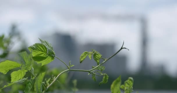 Utsikt över gröna grenar på förgrunden och industri fabrik med rökning skorsten i bakgrunden — Stockvideo